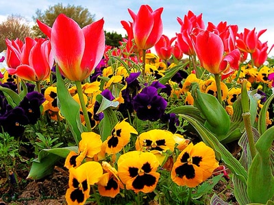 Œuvre de james44: fleurs 6