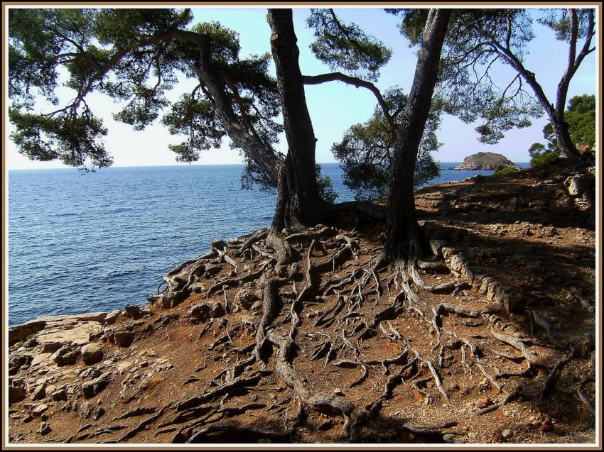 Bandol - Racines ou serpents