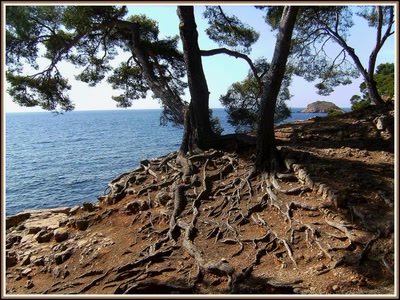 Résultat de recherche: Bandol - Racines ou serpents