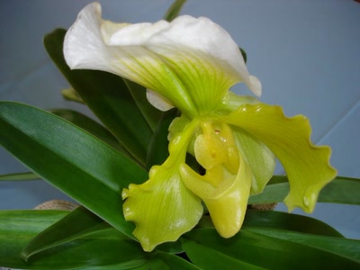 Résultat de recherche: Quelle grâce !