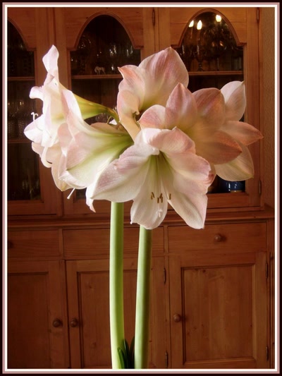 Résultat de recherche: Amaryllis