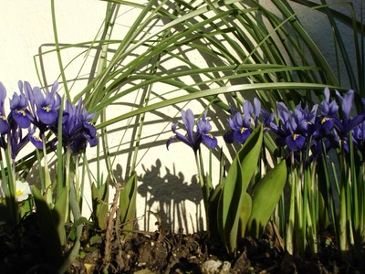 Œuvre de miette: Jardin