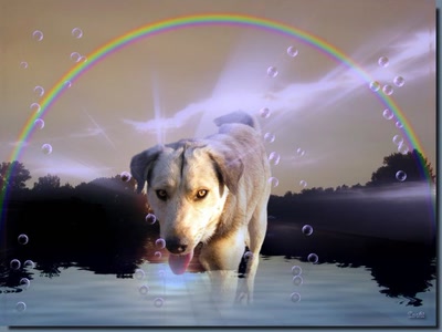 Résultat de recherche: Chien 141008b