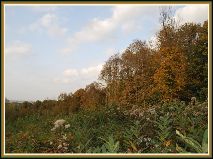Automne en forêt picarde
