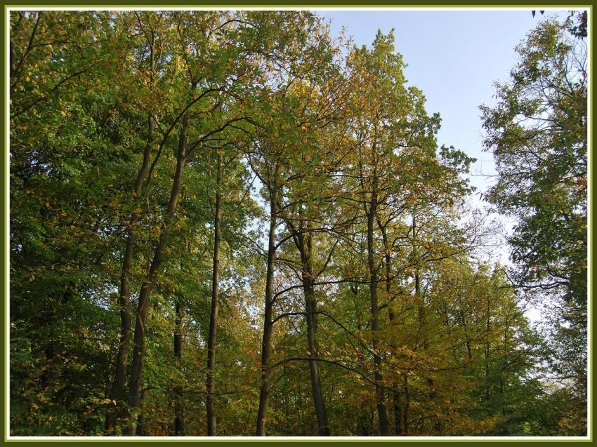 Automne en forêt picarde