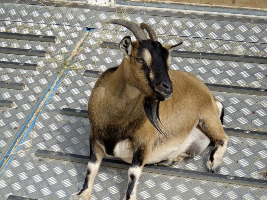 Chèvre très enceinte