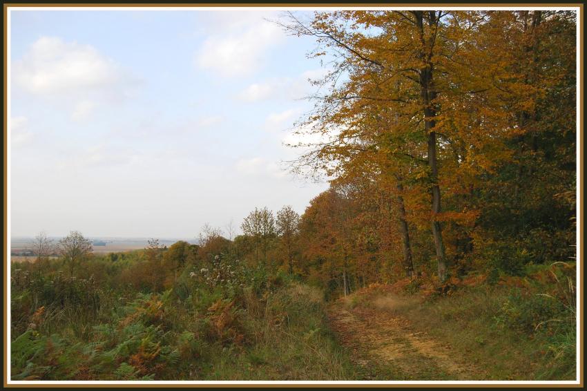 Automne en forêt picarde