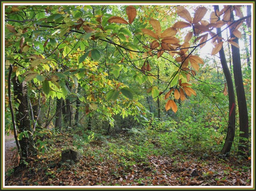 Automne en foret picarde