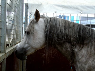 Œuvre de Walkyrie: Cheval pommelé