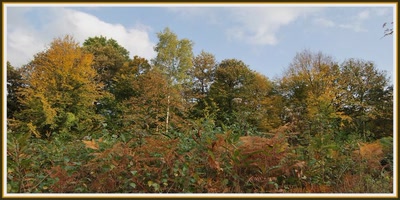 Résultat de recherche: Automne en forêt picarde