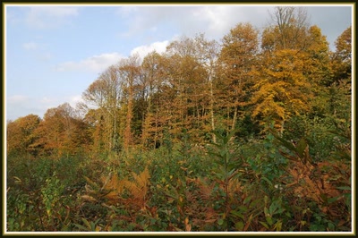 Résultat de recherche: Automne en forêt picarde