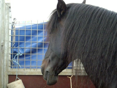 Œuvre de Walkyrie: Cheval Frison