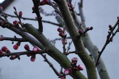 Œuvre de miette: arbre fruitier