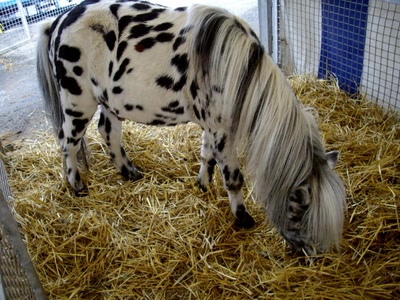 Œuvre de Walkyrie: Poney pie