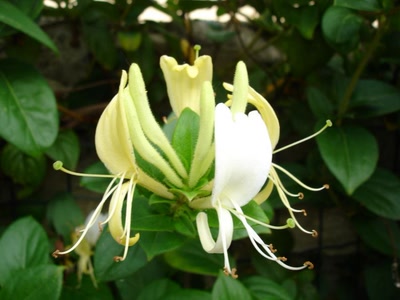 Œuvre de miette: Chevrefeuille