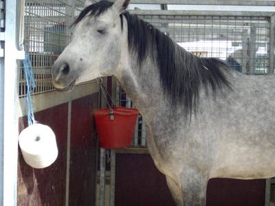 Œuvre de Walkyrie: Cheval moqueur