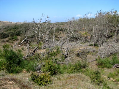 Résultat de recherche: Sauveterre