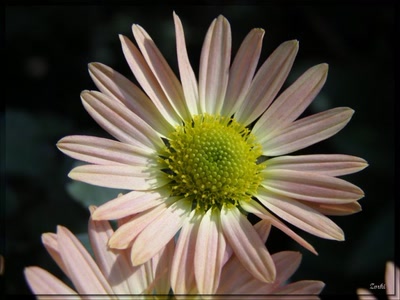 Résultat de recherche: Fleur 211008