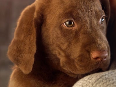 Résultat de recherche: Chien