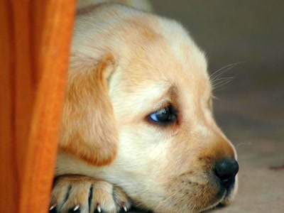 Résultat de recherche: Chien