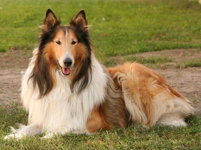 Résultat de recherche: Chien