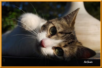 Résultat de recherche: Mouchette au repos