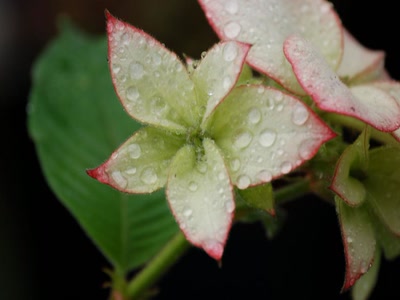 Résultat de recherche: rosée