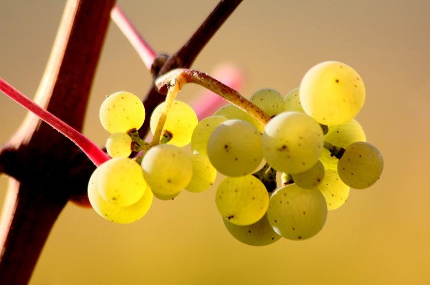 Vignes du Bollenberg