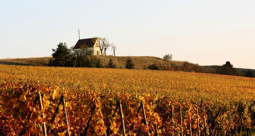 Vignes du Bollenberg
