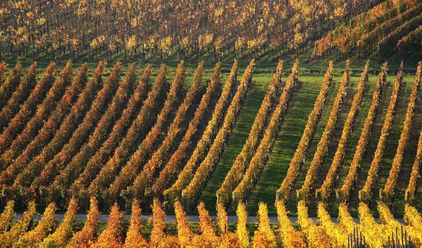 Vignes du Bollenberg