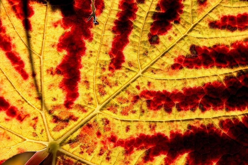 Vignes du Bollenberg