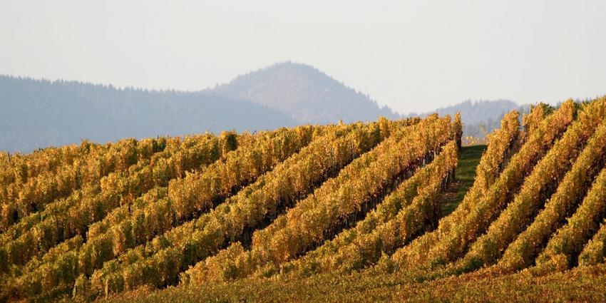 Vignes du Bollenberg