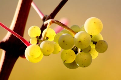 Résultat de recherche: Vignes du Bollenberg
