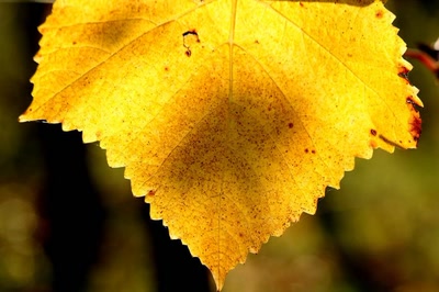 Résultat de recherche: Vignes du Bollenberg