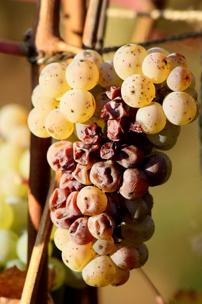 Résultat de recherche: Vignes du Bollenberg