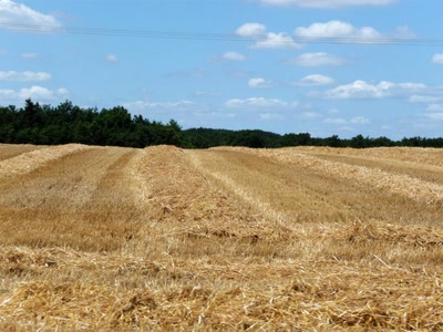 Œuvre de angel18_92: Champ