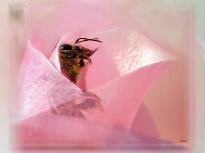 Résultat de recherche: Abeille 261008f