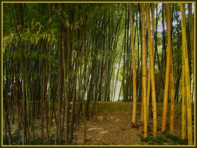 Résultat de recherche: Anduze (30)- La bambouseraie