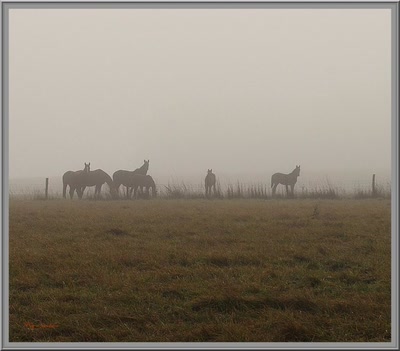 Résultat de recherche: Brouillard d'automne.