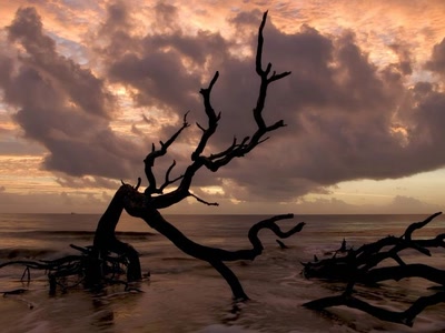 Œuvre de rosa: Plage