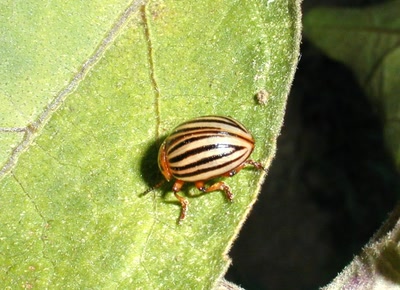 Œuvre de xrar: Insecte