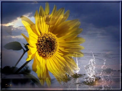 Résultat de recherche: Hélianthe 301008