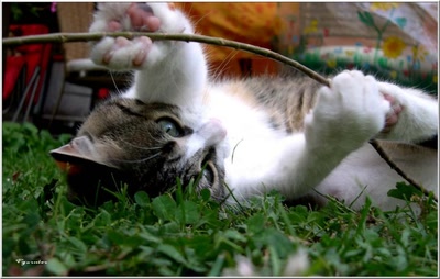 Résultat de recherche: Mouchette joue.