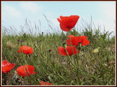 Résultat de recherche: Coquelicots