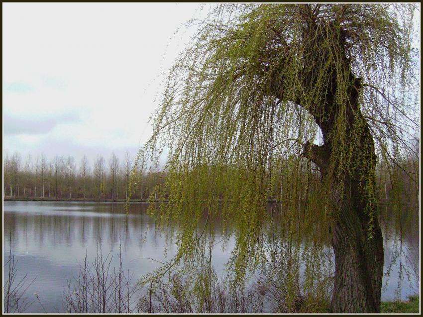 Etang à Séry-lès-Mézières (02)