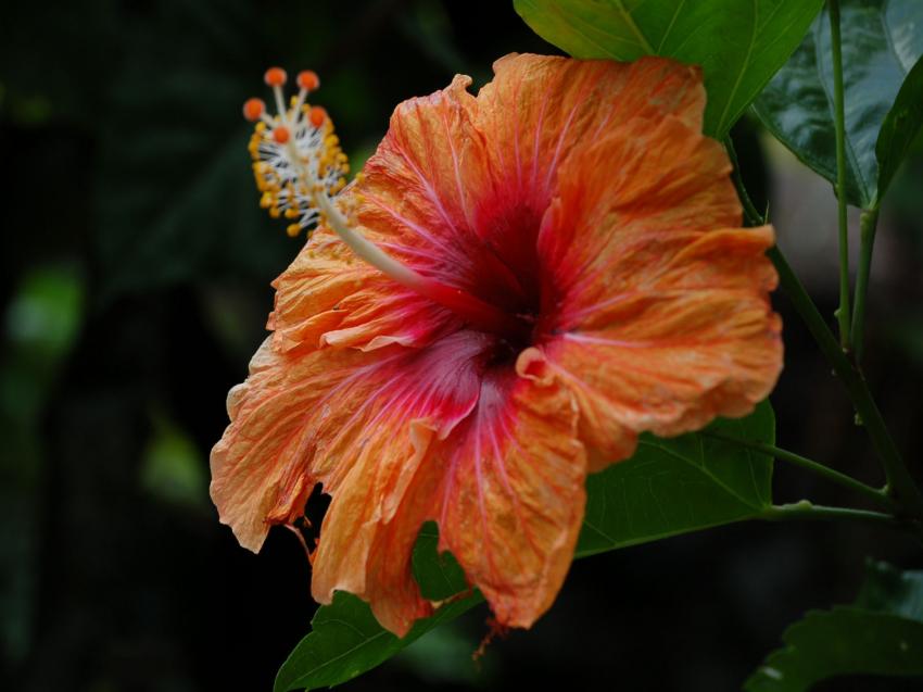 hibiscus