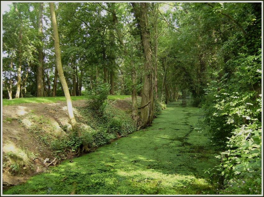 Les sources de l'Escaut