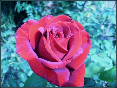 Résultat de recherche: Rose rouge