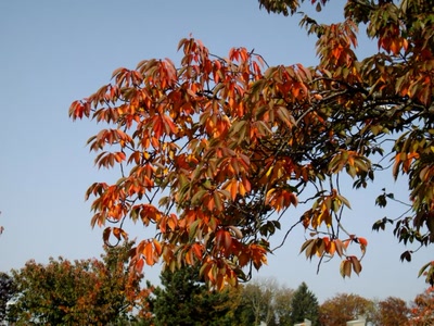 Œuvre de Walkyrie: Belle branche