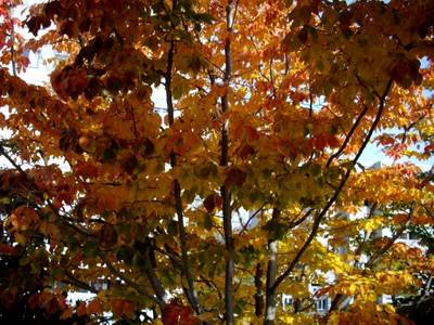 Œuvre de Walkyrie: Automne flamboyant